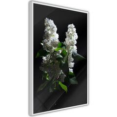 Plakatas White Lilac, Baltas rėmelis, 40x60 kaina ir informacija | Reprodukcijos, paveikslai | pigu.lt