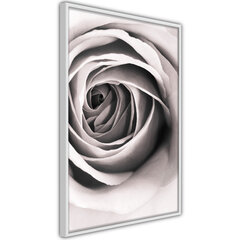 Plakatas Structure of Petals, Baltas rėmelis, 40x60 kaina ir informacija | Reprodukcijos, paveikslai | pigu.lt