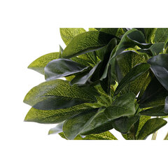 Dekoratyvinis augalas DKD Home Decor Juoda Žalia PVC Audinys 30 x 30 x 36 cm kaina ir informacija | Dirbtinės gėlės | pigu.lt