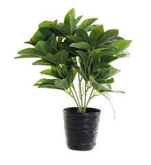 Dekoratyvinis augalas DKD Home Decor Juoda Žalia PVC Audinys 30 x 30 x 36 cm kaina ir informacija | Dirbtinės gėlės | pigu.lt