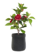 Dekoratyvinis augalas DKD Home Decor Juoda Raudona Žalia PVC EVA 23 x 18 x 37 cm kaina ir informacija | Dirbtinės gėlės | pigu.lt