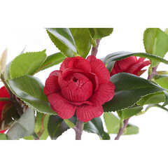Dekoratyvinis augalas DKD Home Decor Juoda Raudona Žalia PVC EVA 23 x 18 x 37 cm kaina ir informacija | Dirbtinės gėlės | pigu.lt