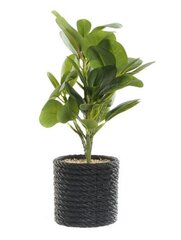 Dekoratyvinis augalas DKD Home Decor Juoda Žalia PVC EVA 16 x 18 x 32 cm kaina ir informacija | Dirbtinės gėlės | pigu.lt