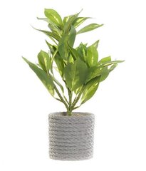 Dekoratyvinis augalas DKD Home Decor Žalia Pilka PVC EVA 18 x 18 x 32 cm kaina ir informacija | Dirbtinės gėlės | pigu.lt