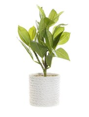 Dekoratyvinis augalas DKD Home Decor Balta Žalia PVC EVA 23 x 23 x 30 cm kaina ir informacija | Dirbtinės gėlės | pigu.lt