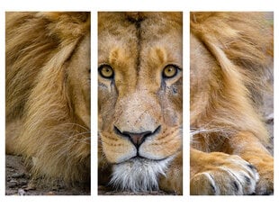 Trijų dalių paveikslas Liūtas, 150x100 cm, Wolf Kult kaina ir informacija | Reprodukcijos, paveikslai | pigu.lt