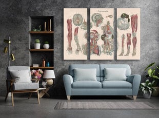 Trijų dalių paveikslas Anatomija III, 150x100 cm, Wolf Kult kaina ir informacija | Reprodukcijos, paveikslai | pigu.lt