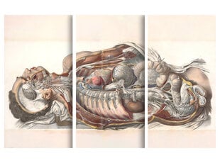 Триптих Анатомия человека, 120x80 см, Wolf Kult цена и информация | Репродукции, картины | pigu.lt