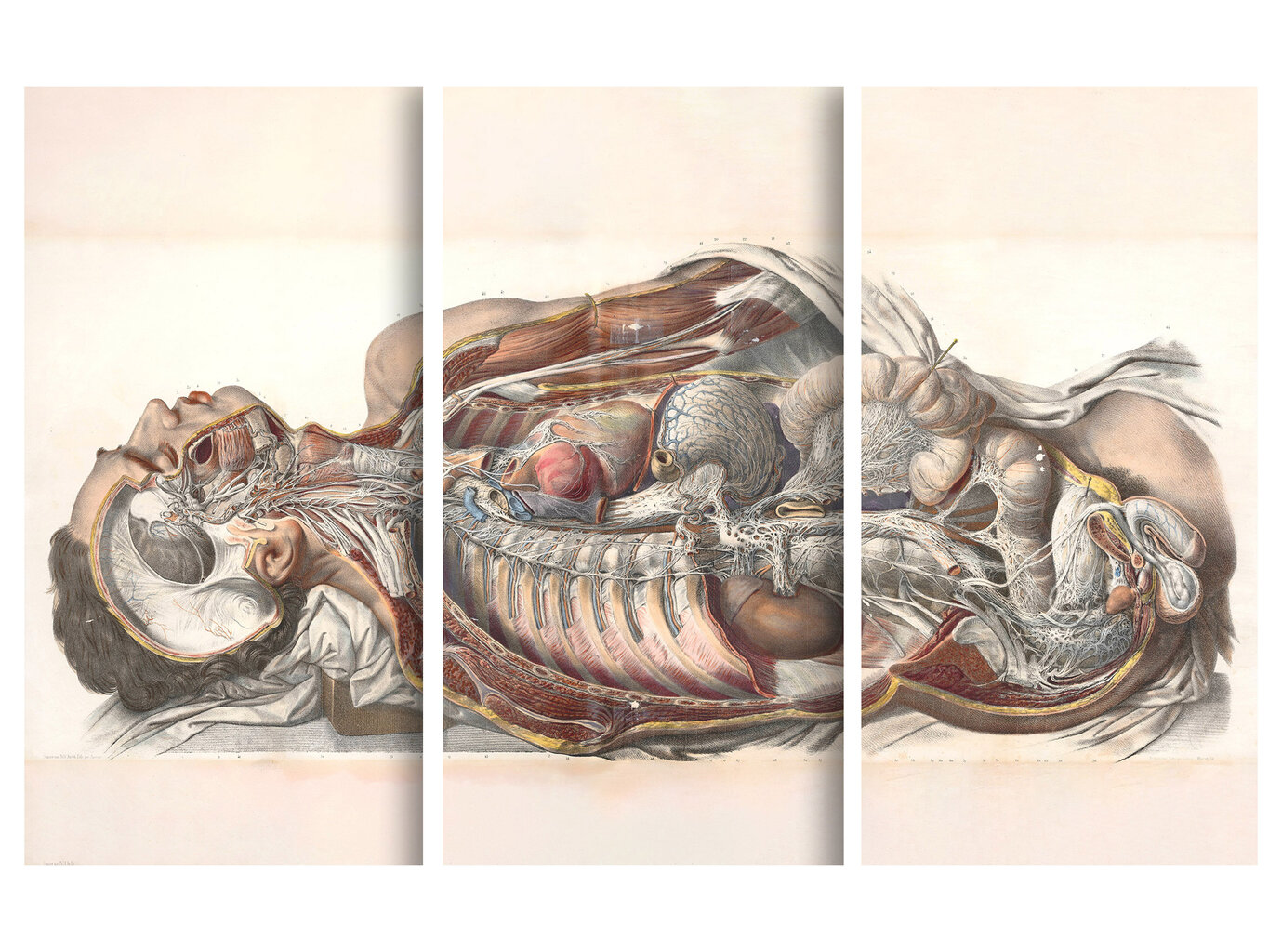 Trijų dalių paveikslas Žmogaus Anatomija, 120x80 cm, Wolf Kult kaina ir informacija | Reprodukcijos, paveikslai | pigu.lt