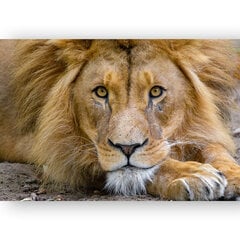 Paveikslas Liūtas, 100x70 cm, Wolf Kult kaina ir informacija | Reprodukcijos, paveikslai | pigu.lt
