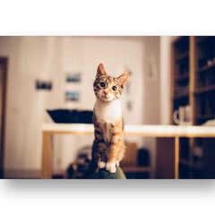 Картина Любопытная кошка, 100x70 см, Wolf Kult цена и информация | Репродукции, картины | pigu.lt