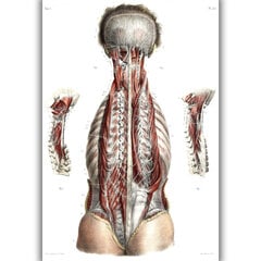 Paveikslas Anatomija, 100x70 cm, Wolf Kult kaina ir informacija | Reprodukcijos, paveikslai | pigu.lt
