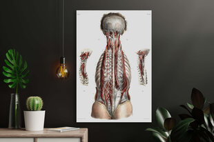 Paveikslas Anatomija, 100x70 cm, Wolf Kult kaina ir informacija | Reprodukcijos, paveikslai | pigu.lt