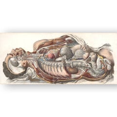 Paveikslas Žmogaus Anatomija, 100x70 cm, Wolf Kult kaina ir informacija | Reprodukcijos, paveikslai | pigu.lt