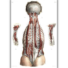 Paveikslas Anatomija, 60x80 cm, Wolf Kult kaina ir informacija | Reprodukcijos, paveikslai | pigu.lt
