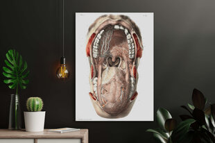 Paveikslas Burnos Anatomija, 60x80 cm, Wolf Kult kaina ir informacija | Reprodukcijos, paveikslai | pigu.lt