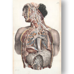Paveikslas Anatomija II, 60x80 cm, Wolf Kult kaina ir informacija | Reprodukcijos, paveikslai | pigu.lt