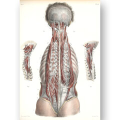 Paveikslas Anatomija, 40x60 cm, Wolf Kult kaina ir informacija | Reprodukcijos, paveikslai | pigu.lt