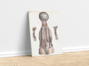 Paveikslas Anatomija, 40x60 cm, Wolf Kult kaina ir informacija | Reprodukcijos, paveikslai | pigu.lt