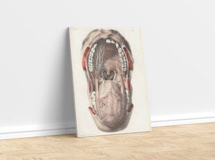 Paveikslas Burnos Anatomija, 40x60 cm, Wolf Kult kaina ir informacija | Reprodukcijos, paveikslai | pigu.lt