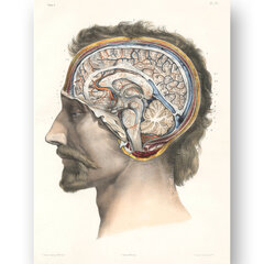 Paveikslas Smegenų Anatomija, 40x60 cm, Wolf Kult kaina ir informacija | Reprodukcijos, paveikslai | pigu.lt