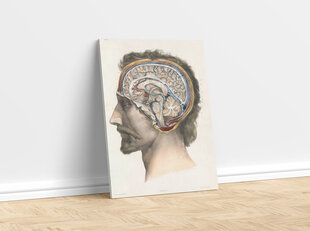 Paveikslas Smegenų Anatomija, 40x60 cm, Wolf Kult kaina ir informacija | Reprodukcijos, paveikslai | pigu.lt