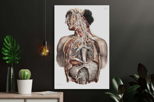 Paveikslas Anatomija II, 40x60 cm, Wolf Kult kaina ir informacija | Reprodukcijos, paveikslai | pigu.lt