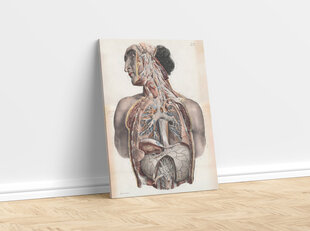 Paveikslas Anatomija II, 30x40 cm, Wolf Kult kaina ir informacija | Reprodukcijos, paveikslai | pigu.lt