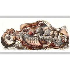 Paveikslas Žmogaus Anatomija, 30x40 cm, Wolf Kult kaina ir informacija | Reprodukcijos, paveikslai | pigu.lt