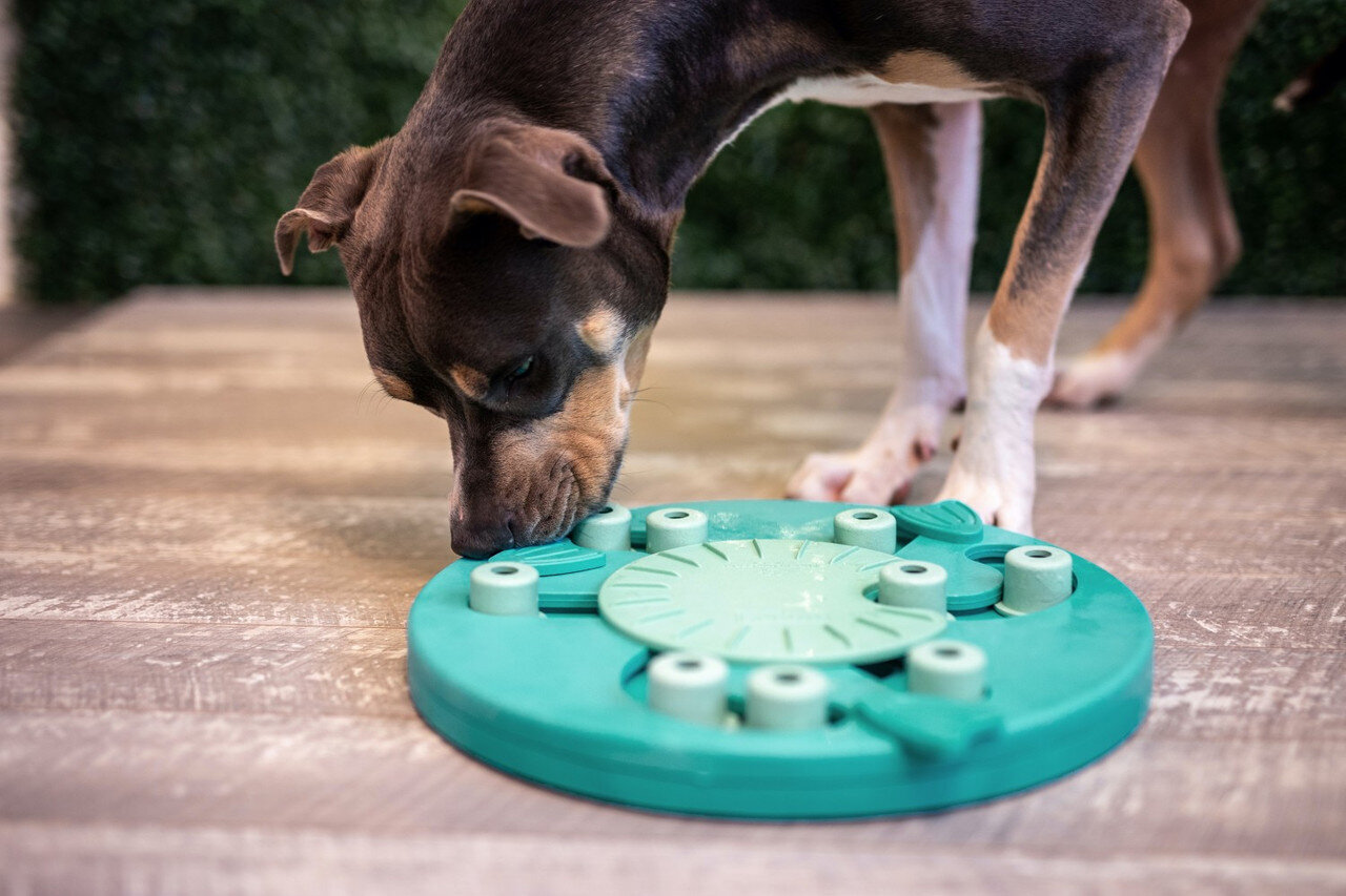 Išmanusis žaislas šunims Nina Ottosson Dog Worker, žalias kaina ir informacija | Žaislai šunims | pigu.lt