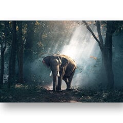 Plakatas Dramblys, 59x84 cm (A1), Wolf Kult kaina ir informacija | Reprodukcijos, paveikslai | pigu.lt