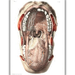 Plakatas Burnos Anatomija, 59x84 cm (A1), Wolf Kult kaina ir informacija | Reprodukcijos, paveikslai | pigu.lt