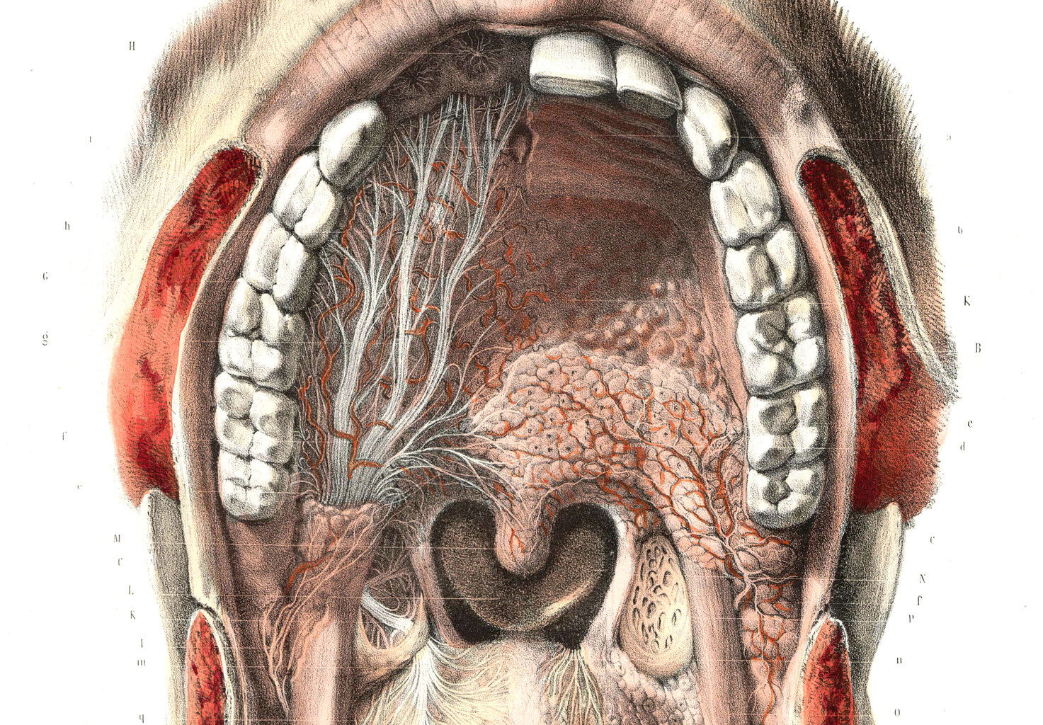 Plakatas Burnos Anatomija, 59x84 cm (A1), Wolf Kult kaina ir informacija | Reprodukcijos, paveikslai | pigu.lt