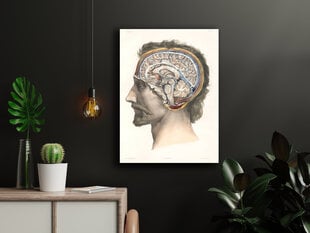 Plakatas Smegenų Anatomija, 59x84 cm (A1), Wolf Kult kaina ir informacija | Reprodukcijos, paveikslai | pigu.lt