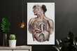 Plakatas Anatomija II, 59x84 cm (A1), Wolf Kult kaina ir informacija | Reprodukcijos, paveikslai | pigu.lt