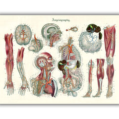 Plakatas Anatomija III, 59x84 cm (A1), Wolf Kult kaina ir informacija | Reprodukcijos, paveikslai | pigu.lt