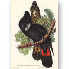 Plakatas Kakadu, 59x84 cm (A1), Wolf Kult kaina ir informacija | Reprodukcijos, paveikslai | pigu.lt
