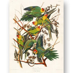 Плакат Зеленые попугаи, 59x84 см (A1), Wolf Kult цена и информация | Репродукции, картины | pigu.lt