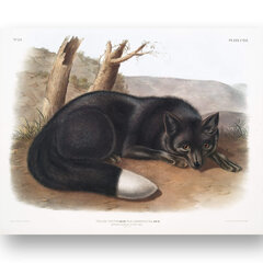 Плакат Черный лис, 59x84 см (A1), Wolf Kult цена и информация | Репродукции, картины | pigu.lt