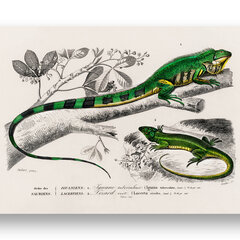 Plakatas Žalioji iguana, 59x84 cm (A1), Wolf Kult kaina ir informacija | Reprodukcijos, paveikslai | pigu.lt