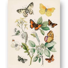 Плакат Разные бабочки, 59x84 см (A1), Wolf Kult цена и информация | Репродукции, картины | pigu.lt