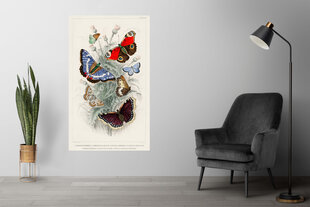 Плакат Разные Бабочки III, 59x84 см (A1), Wolf Kult цена и информация | Репродукции, картины | pigu.lt