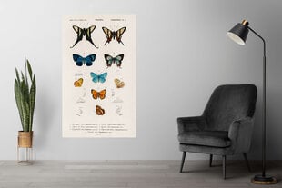 Плакат Бабочки VIII, 59x84 см (A1), Wolf Kult цена и информация | Репродукции, картины | pigu.lt