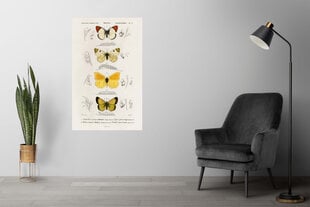 Plakatas Drugeliai XI, 59x84 cm (A1), Wolf Kult kaina ir informacija | Reprodukcijos, paveikslai | pigu.lt