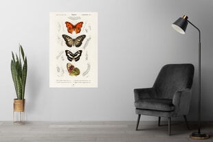 Plakatas Drugeliai XII, 59x84 cm (A1), Wolf Kult kaina ir informacija | Reprodukcijos, paveikslai | pigu.lt