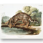 Plakatas Ocelotas, 59x84 cm (A1), Wolf Kult цена и информация | Reprodukcijos, paveikslai | pigu.lt