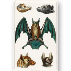 Плакат Летучие мыши II, 59x84 см (A1), Wolf Kult цена и информация | Репродукции, картины | pigu.lt