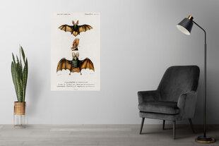 Plakatas Šikšnosparniai III, 59x84 cm (A1), Wolf Kult kaina ir informacija | Reprodukcijos, paveikslai | pigu.lt