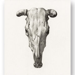 Plakatas Kaukolės iliustracija II, 59x84 cm (A1), Wolf Kult kaina ir informacija | Reprodukcijos, paveikslai | pigu.lt