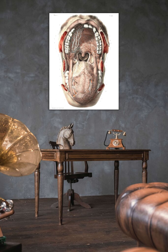 Plakatas Burnos Anatomija, 42x59 cm (A2), Wolf Kult kaina ir informacija | Reprodukcijos, paveikslai | pigu.lt